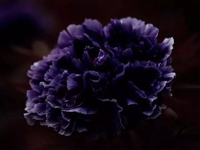 黑色牡丹(黑色牡丹花图片)